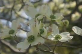 植栽　ハナミズキ　（白花）